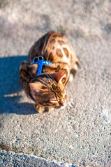Bengal cat