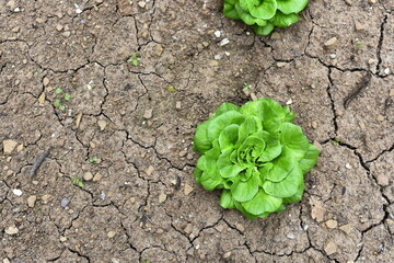 Vegetables grow and harvest in your garden.
For healthy foods in nature.
