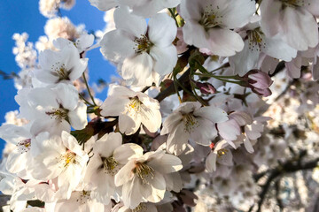 Blossoms