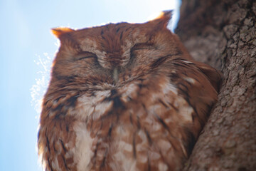 Close Up Sleeping Eastern Screech Owl