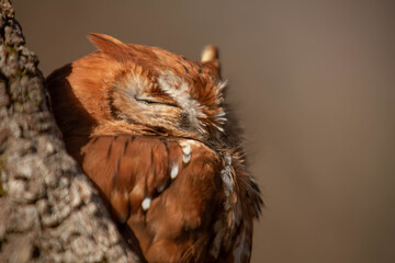 Close Up Of Sleeping Eastern Screech Owl In Tree