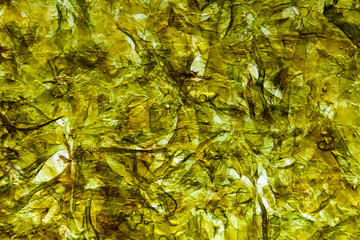 Close up of dry seaweed, green texture