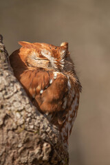 Eastern Screech Owl Vertical In Tree