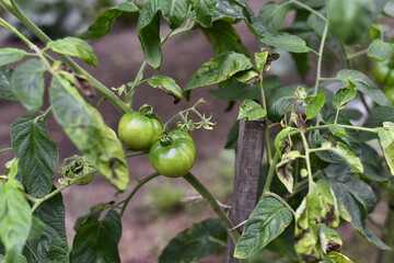 Vegetables grow and harvest in your garden.
For healthy foods in nature.