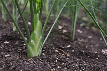 Vegetables grow and harvest in your garden.
For healthy foods in nature.