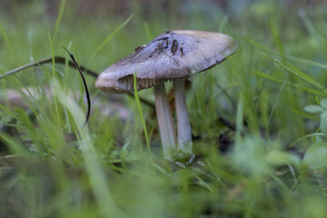 Wild mushrooms with grass around in a forest in autumn
