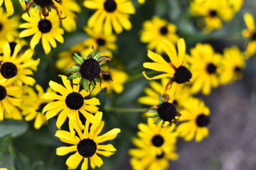 Valentine's Day. In the fields grows beautiful wildflowers in calm place.