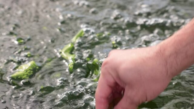 water flowing and hand scooping green algae from a research water tank