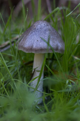 Wild mushrooms with grass around in a forest in autumn