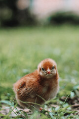 baby chicken in the grass