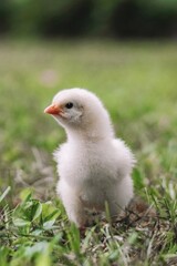 chicken in grass