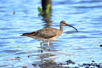 American Whimbrel (Numenius hudsonicus) mussing in the 