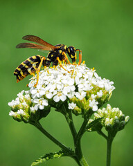 Gemeine Wespe, Vespula vulgaris auf einer Schafgabe, Achillea.