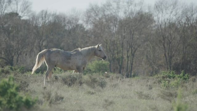 white horse walking in the nature, free in pic saint loup , south of france