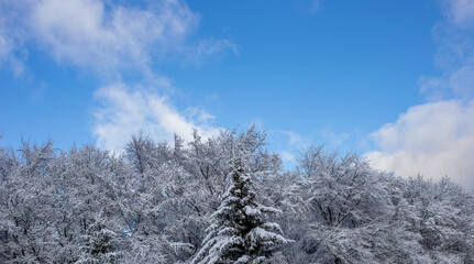 blue sky and pine trees  after snowfall