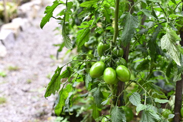 Vegetables grow and harvest in your garden.
For healthy foods in nature.