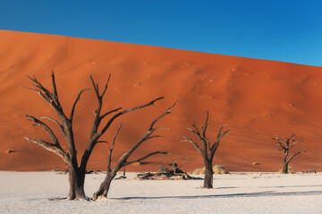 Dead and dried-up trees against the huge sand dunes in the dead valley of Namibia also called as Deadvlei © Smelov