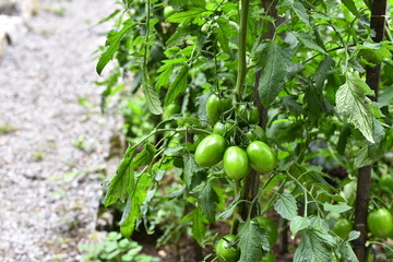 Vegetables grow and harvest in your garden.
For healthy foods in nature.