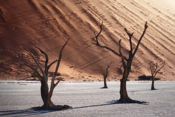 Dead and dried-up trees against the huge sand dunes in the dead valley of Namibia also called as...