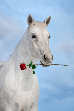 White horse holding a rose in its mouth on the background of blue sky. Horse in love on valentines day.