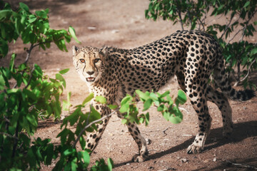 South african Cheetah portrait maked in Namibian savanna