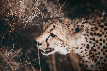 South african Cheetah portrait maked in Namibian savanna