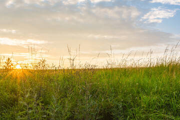 Fototapeta premium Green field with agriculture meadow and blue sky. Panoramic view to grass on the hill on sunny spring day