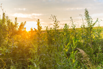 Green field with agriculture meadow and blue sky. Panoramic view to grass on the hill on sunny spring day