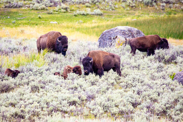 Wild Buffalo (Bison bison) in Yellowstone Park Wyoming in August