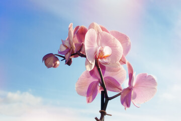 Beautiful pink and purple orchids on a blue sky background.