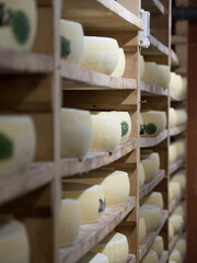 Cheese maturing on wooden shelves