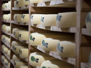Obraz na płótnie Canvas Cheese maturing on wooden shelves