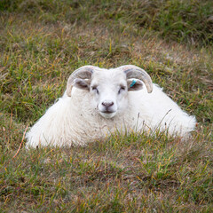 Icelandic sheep in the grass