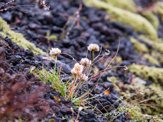 Close up on flowers on volcanic rocks in the highlands