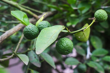 small kaffir lime on the tree