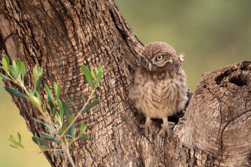 Mochuelo europeo (Athene noctua) - Lorca, Murcia	