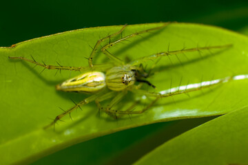 Oxyopes spider on the leaves 