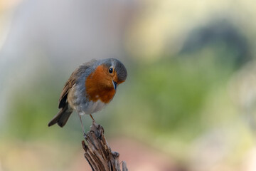 Petirrojo europeo (Erithacus rubecula) - Lorca, Murcia