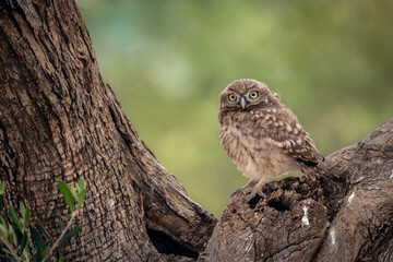 Mochuelo europeo (Athene noctua) - Lorca, Murcia	
