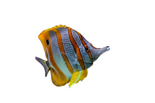 copperband butterflyfish, reef fish, beak coralfish isolated on white. orange striped marine fish