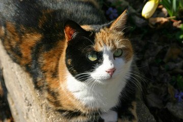 Beautifully Colorful Calico Cat Closeup