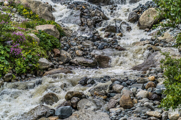 Fast river near green shore. Rapid clean stream flowing on stones near coast with green plants in countryside.