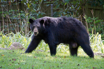 Lactating Mama Black Bear in a Backyard