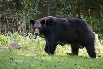Fototapeta na wymiar Lactating Female Black Bear Ambles Across an Urban Yard in Summertime