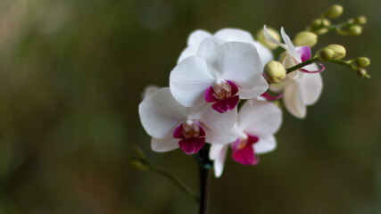 Fototapeta na wymiar Orquídea Phalaenopsis Branca com Detalhe Vermelho