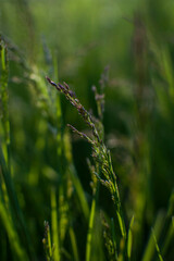 Grass