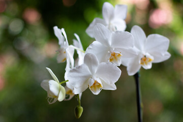 Fototapeta na wymiar Orquídea branca do Gênero Phalaenopsis