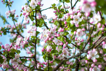 Fototapeta na wymiar Blossoms
