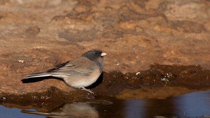 A Dark-eyed Junco is perched on the edge of a shallow pool of water to get a drink with red sandstone in the  background.
