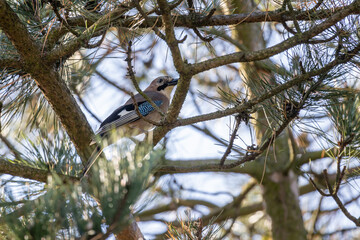 a jay sitting on a pine tree
